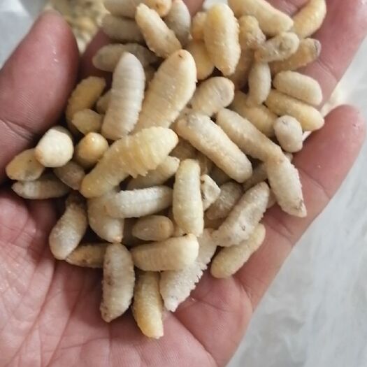 淅川县胡蜂蛹  精品3级生冻，熟冻都有货
