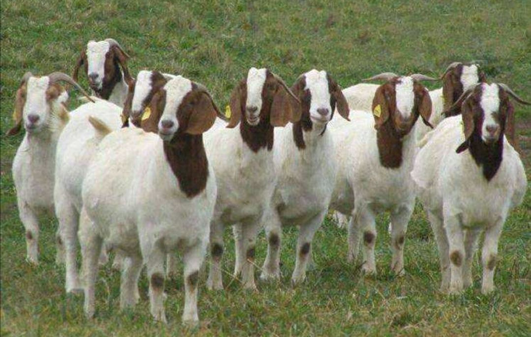 波尔山羊 波耳山羊纯种