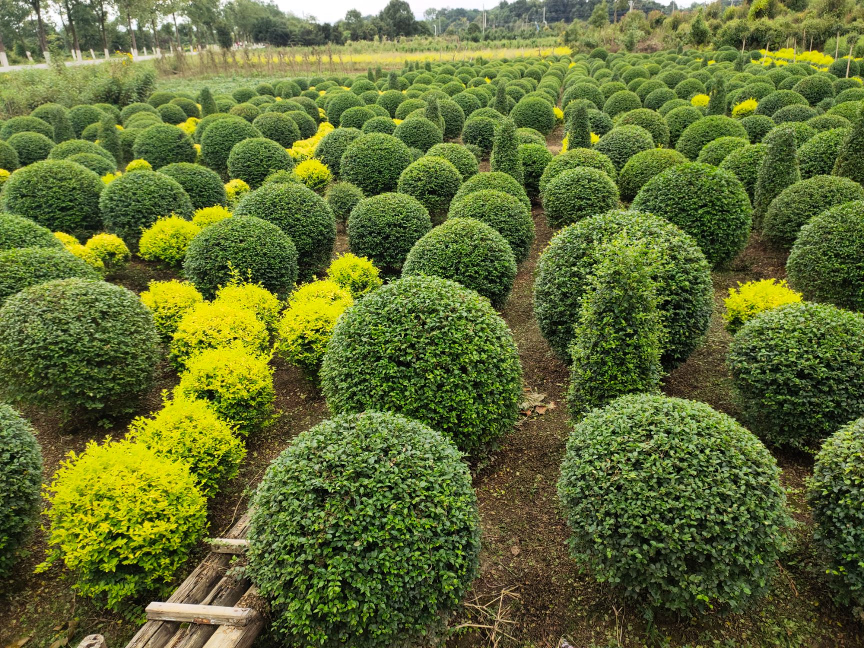 罗汉松，造型罗汉松盆景，造型罗汉松