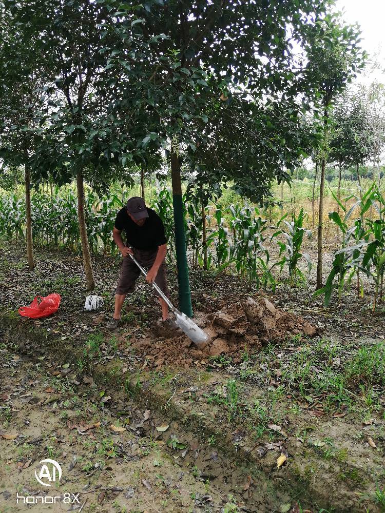 大叶女贞  自家苗圃米径6公分半冠好二级清地处理