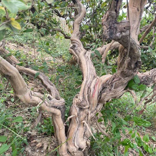 贵定县金花3号树形金银花苗 金银花老桩