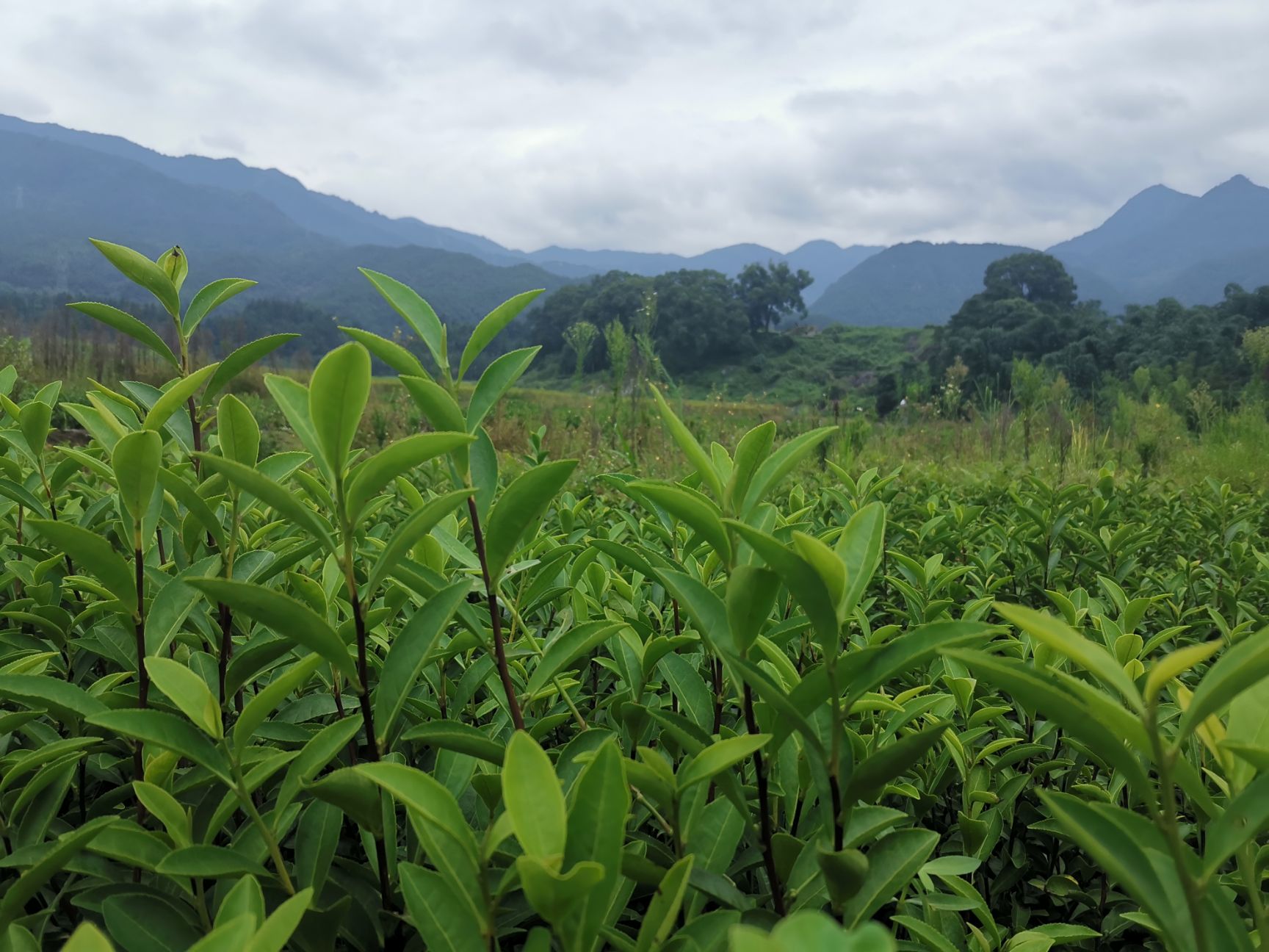  中黃三號(hào)茶苗 中黃3號(hào)茶樹苗 福建福安苗圃直銷