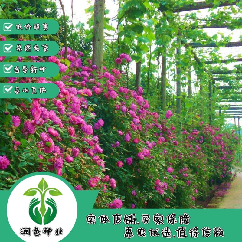 武汉产地直供蔷薇种子带刺玫瑰花种子包邮园林绿化观赏开花当年新采种