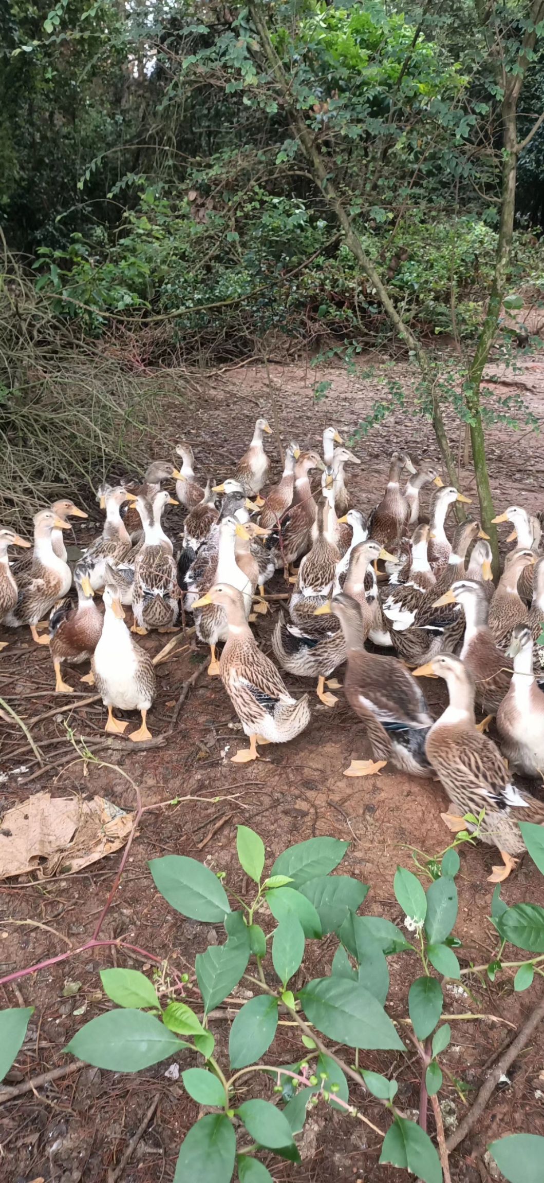 麻鸭  黄麻混水，60天均重，四斤七八两
