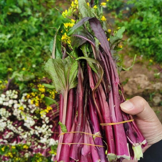 云梦县红菜苔烟紫红，种植基地，货源充足，诚信经营，量大从优