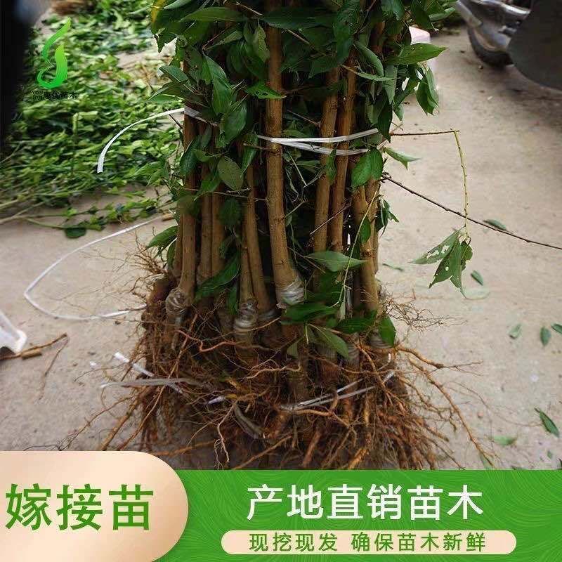 蜂糖李树苗