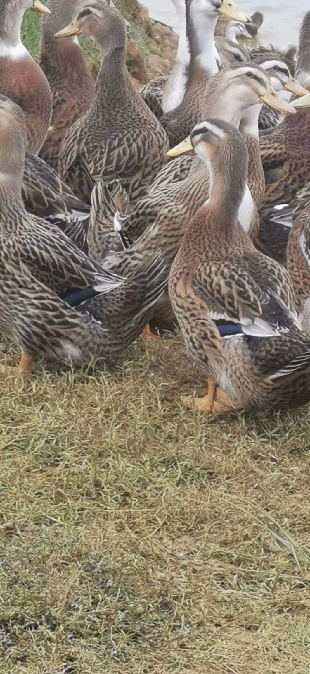 麻鸭  黄麻混水，60天均重，四斤七八两