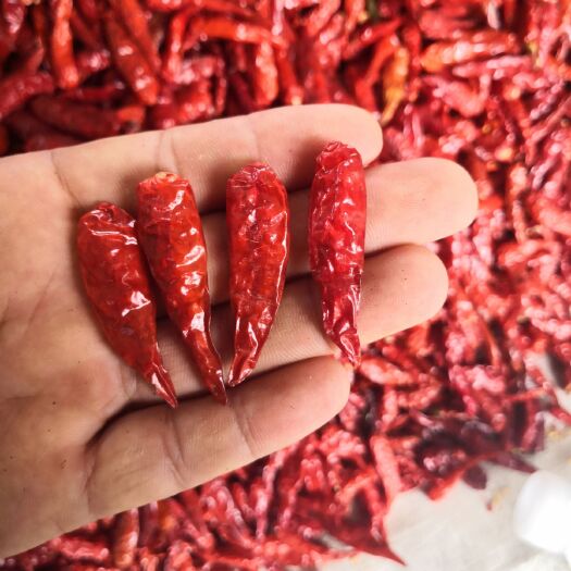 洛阳小米椒干辣椒  椒中玉