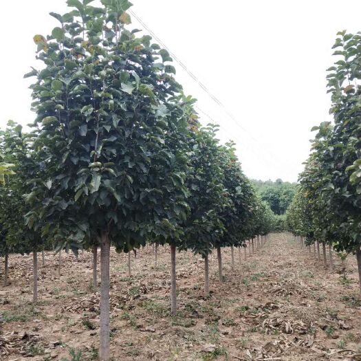 南召县 低价供应8cm红玉兰