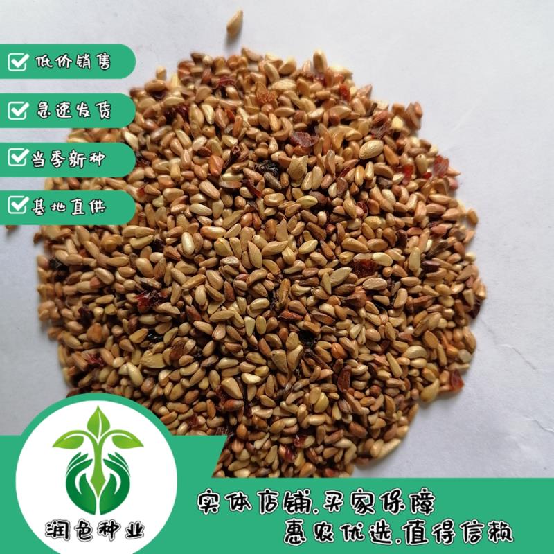 武汉黄刺玫红刺玫种子带刺玫瑰花种子包邮园林绿化观赏开花当年新采种