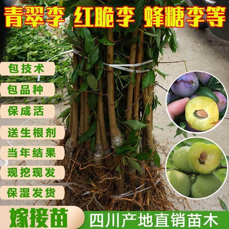 蜂糖李树苗