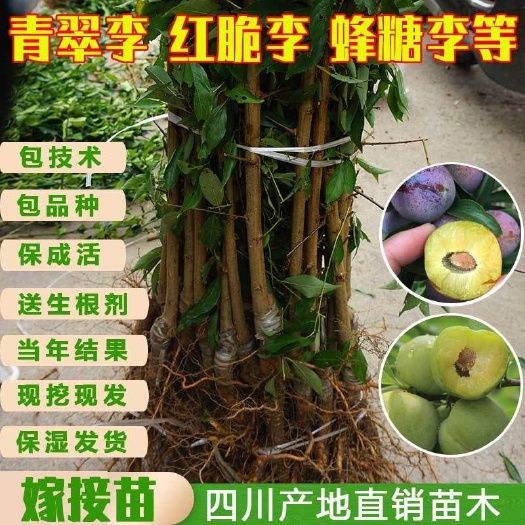 苍溪县蜂糖李树苗