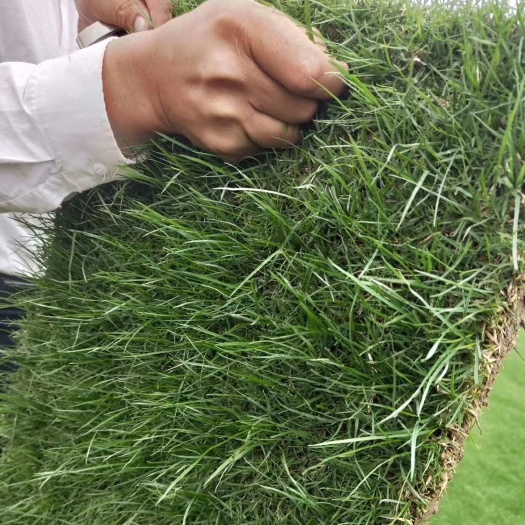 常州精品混播黑麦草四季青草坪上市了，需要联系