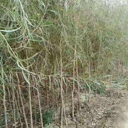胡杨  1-5年生，无病虫害，健康苗
