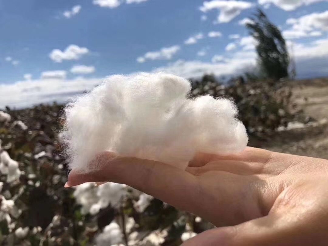 新疆棉花2020年新棉花新疆阿克苏长绒棉皮棉棉被棉芯正宗新疆棉