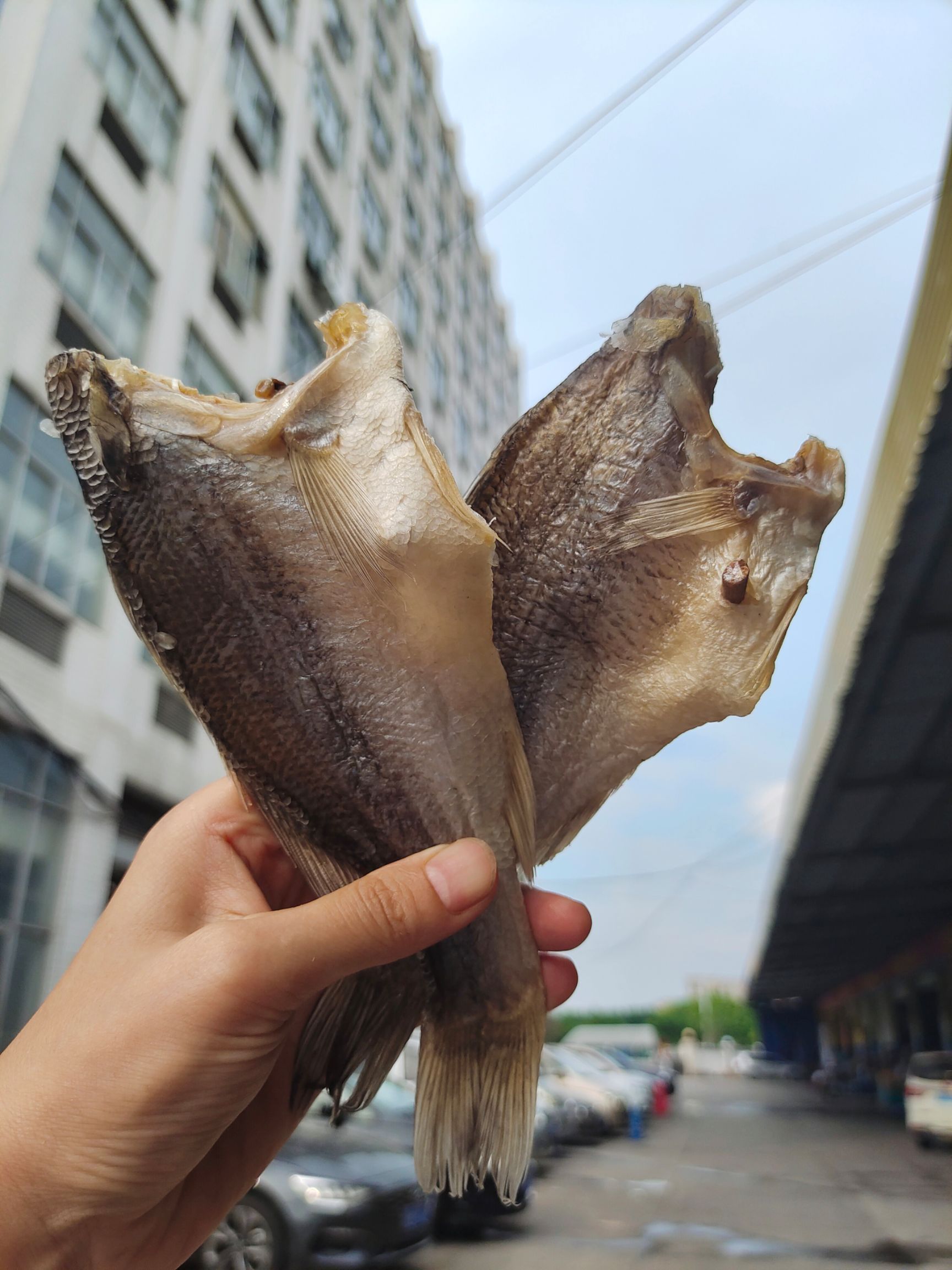 鲈鱼干  生晒鲈鱼干  一等靓货 煎炒蒸炸