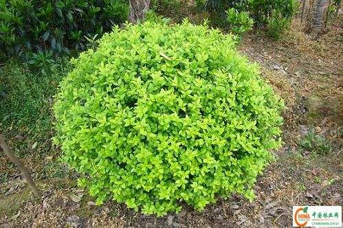 重庆金森女贞球基地批发