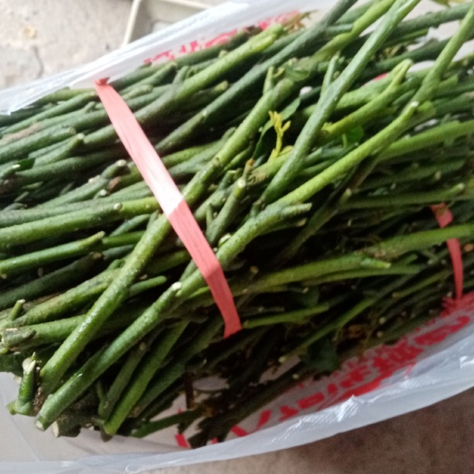 廉江市贵妃黄皮果苗 贵妃黄皮果中枝条