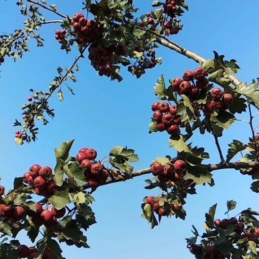 新乡普通山楂 新鲜的山里红，地摊价