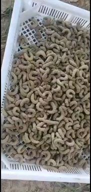  入蛰豆虫，入土豆丹