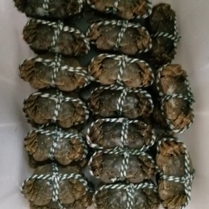 兴化市 红膏大闸蟹中秋礼现货鲜活优惠红膏兴化大闸蟹4两母礼盒缺重包赔