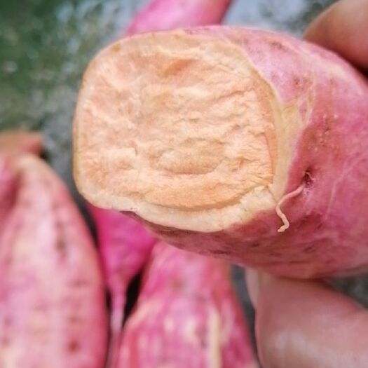 柳城县红心王红薯 3两~6两 红皮 