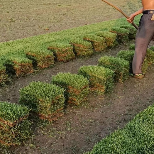 常州中华结缕草草坪，常年大量现货供应各种草坪，现铲现销