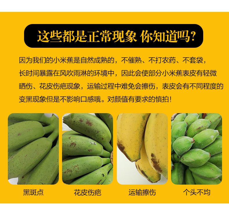  小米蕉