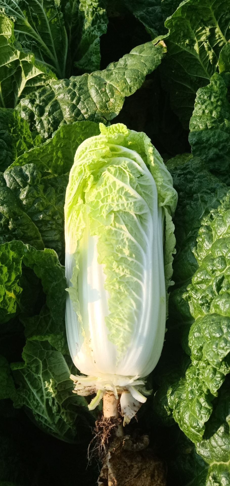 黄心娃娃菜 宣化娃娃菜以下来,需要的联系