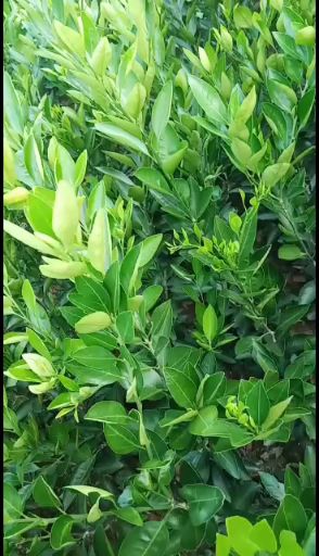 柑桔苗  宫本特早橘苗  早熟宫本蜜桔苗、八月成熟、根须发达