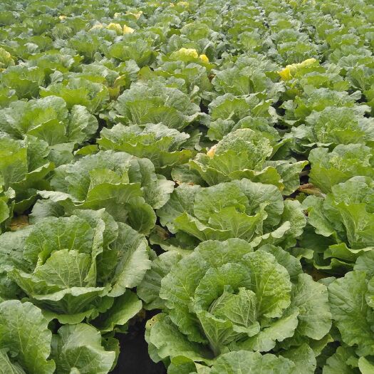 白城包尖白菜  大白菜大量上市质量好