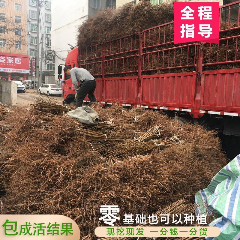 蜂糖李树苗