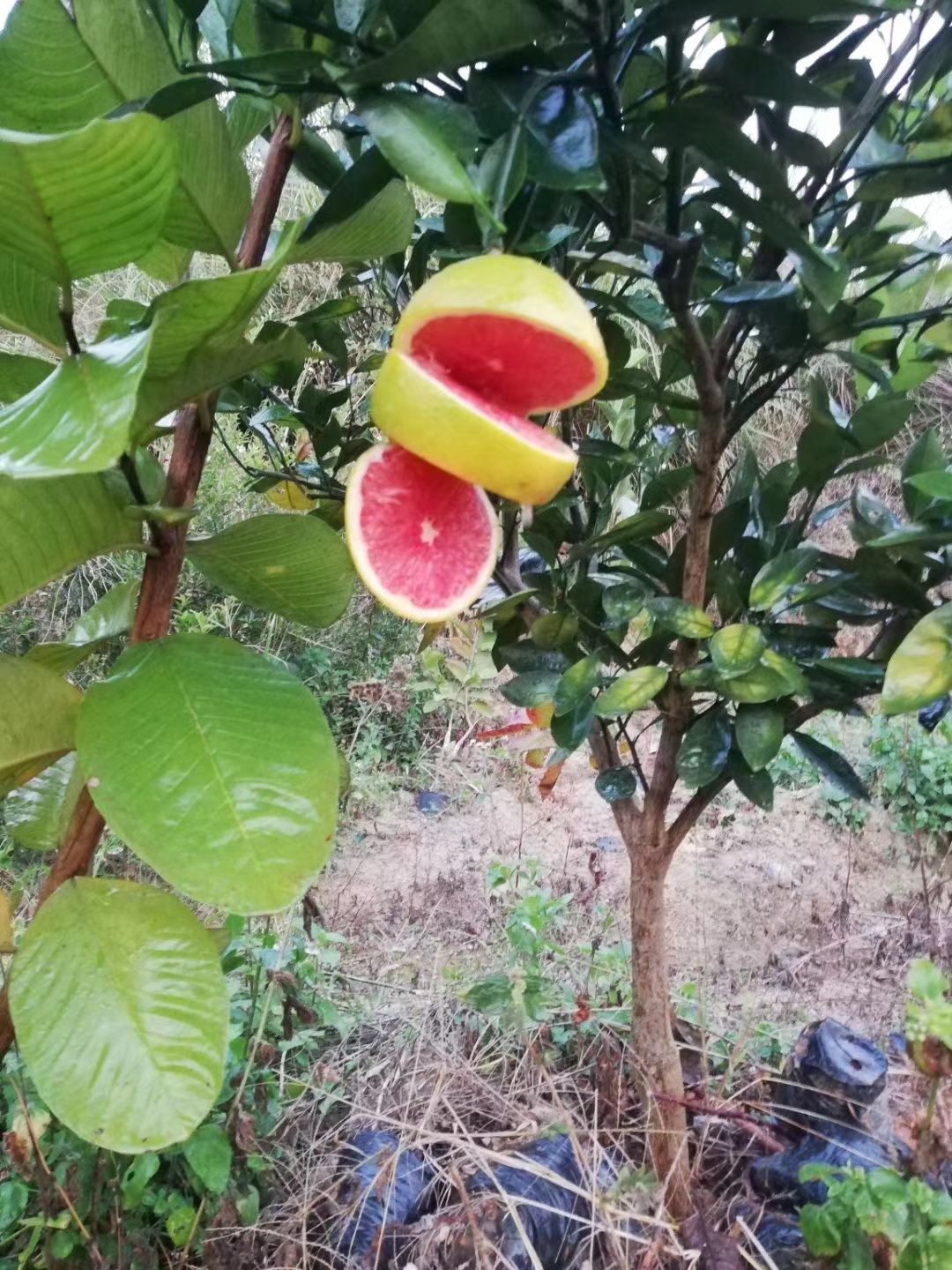 灵山县血橙苗 血橙果苗