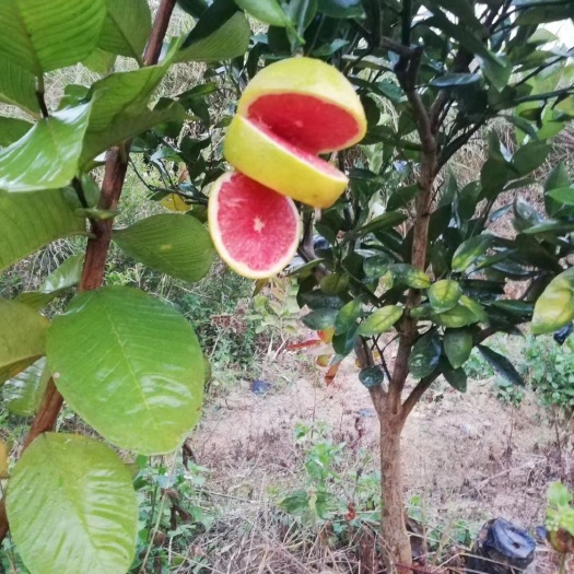 灵山县血橙苗 血橙果苗
