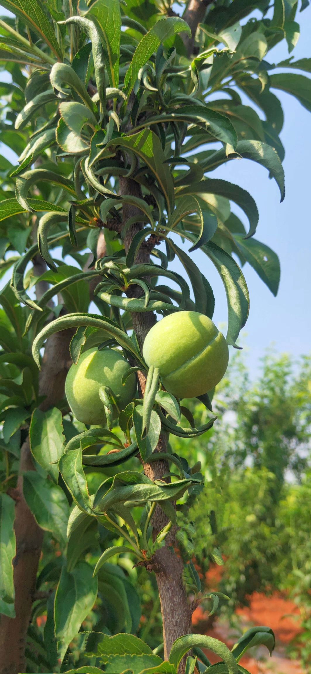 蜂糖李树苗自家苗圃种植蜂糖李子苗 巨进1号（晚熟蜂糖李）