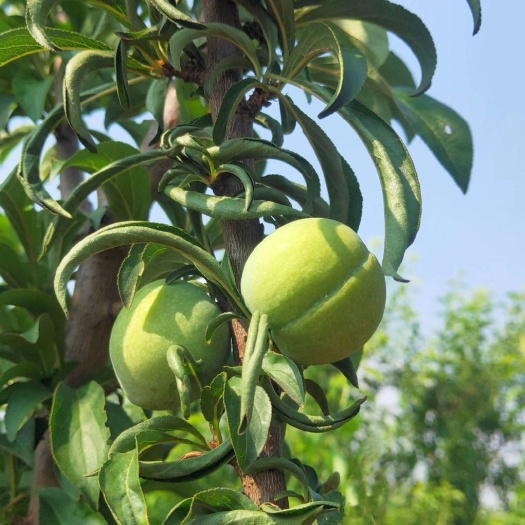 蜂糖李树苗自家苗圃种植蜂糖李子苗 巨进1号（晚熟蜂糖李）