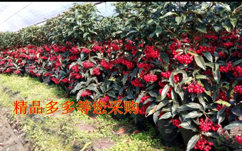 富贵籽盆栽  精品一级富贵籽批发一件起批发