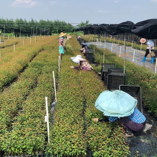 灵山县桉树苗