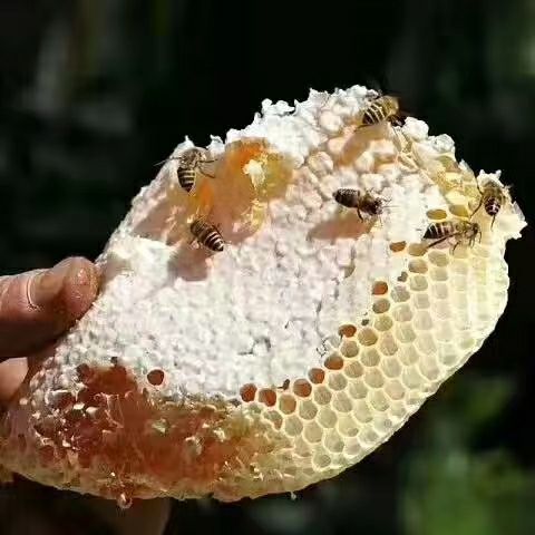 凤县黄芪蜂蜜 农家土蜂蜜