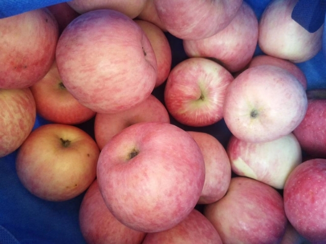 红富士苹果 马栏红红富士