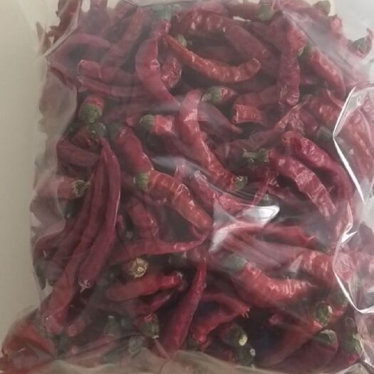 辉县市艳椒408 高辣特香