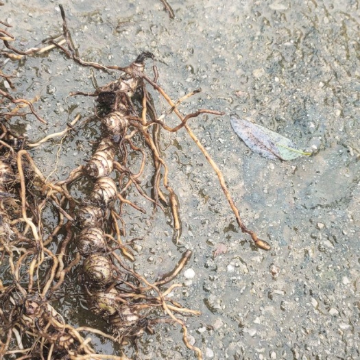 松桃县九子连环草，冷背药材，书名