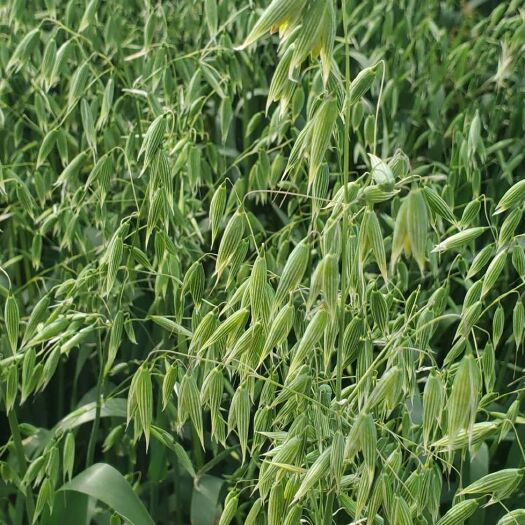 武川县青燕麦草 第一茬特级燕麦草，水份安全