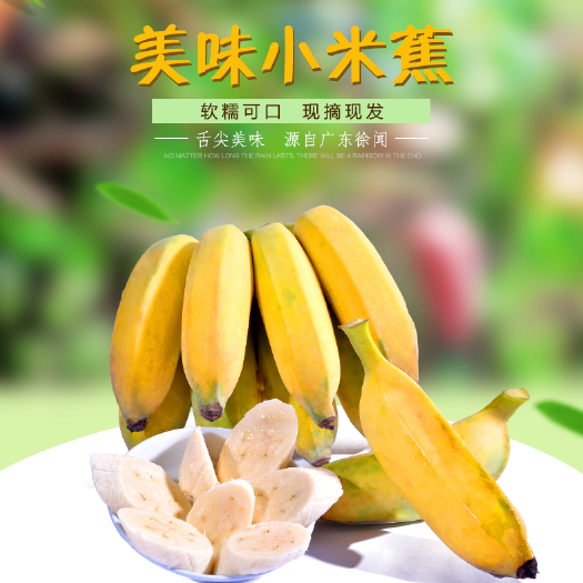 徐闻县 小米蕉