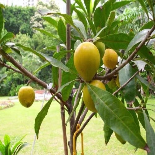 灵山县鸡蛋黄果苗