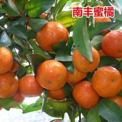 芷江县蜜桔 