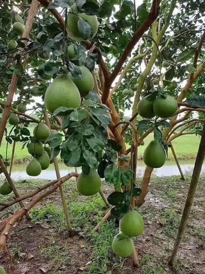 泰国红宝石柚苗 正宗泰国红宝石红肉青皮抽苗