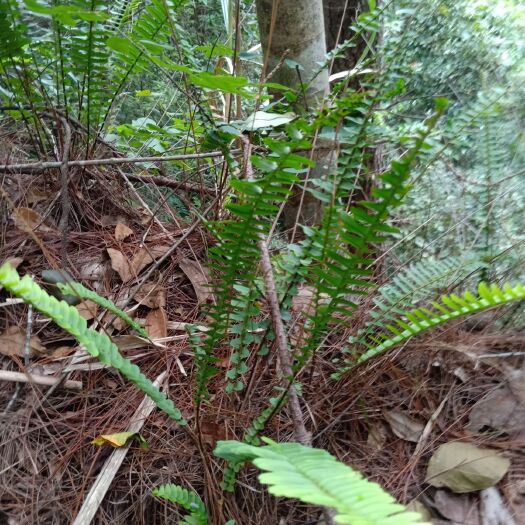 金秀县石黄皮  ，长期可以供货