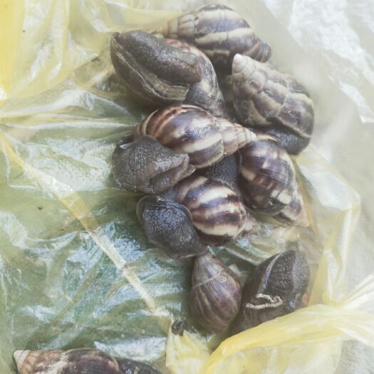 马关县玛瑙蜗牛 黑蜗牛