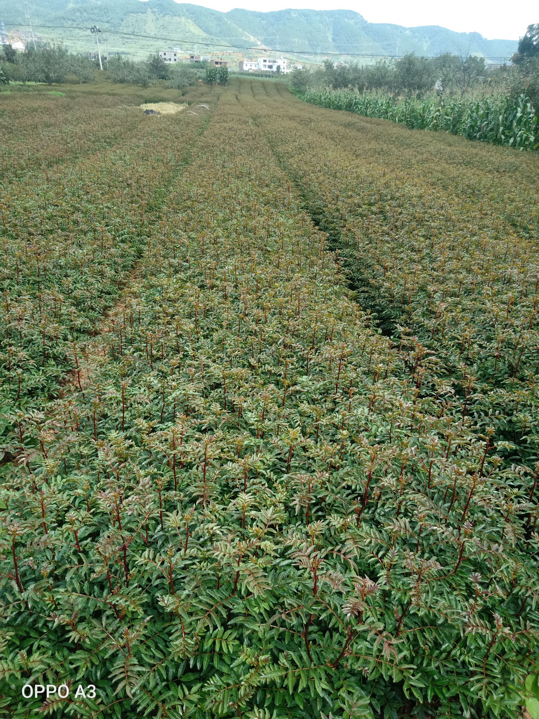 大红袍花椒苗  金阳县顺华种植农民专业合作社现已大量出售各种规格红椒苗青椒苗